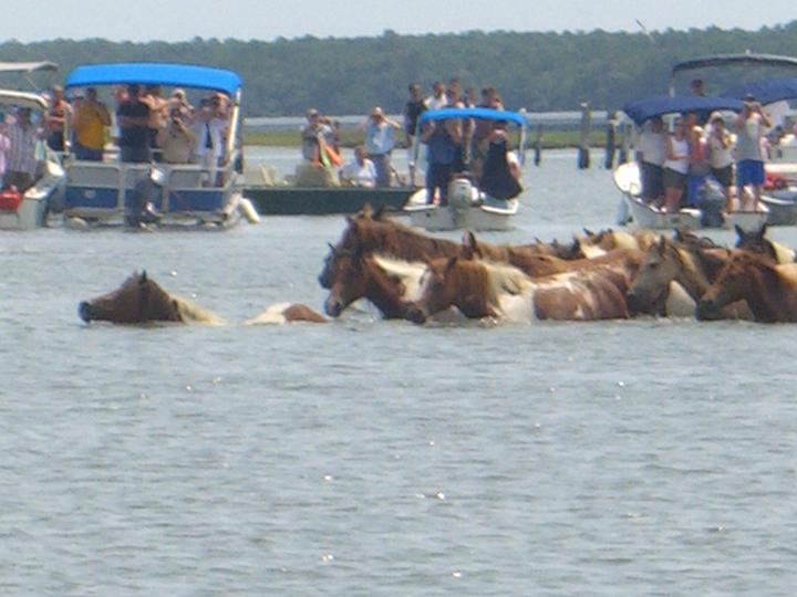 Chincoteague Pony Swim July 2007 041.JPG